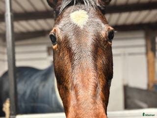 medryttarhäst finnes: Söker eventuellt medryttare i Kusmark - Annons 6