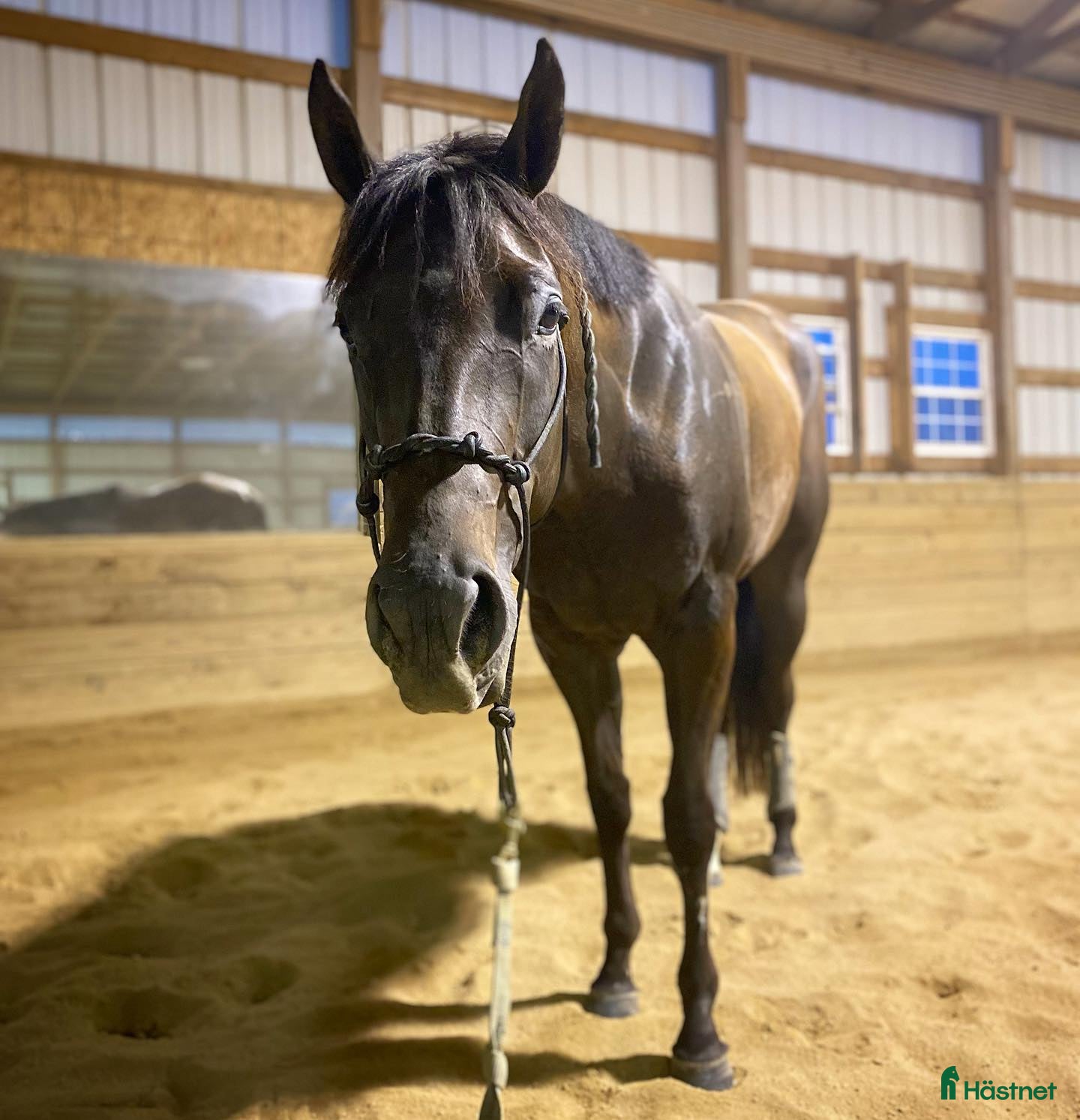  hästar Möt vår charmiga ponny i Valencia - Annons 2