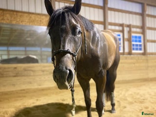 hästar Möt vår charmiga ponny i Valencia - Annons 2