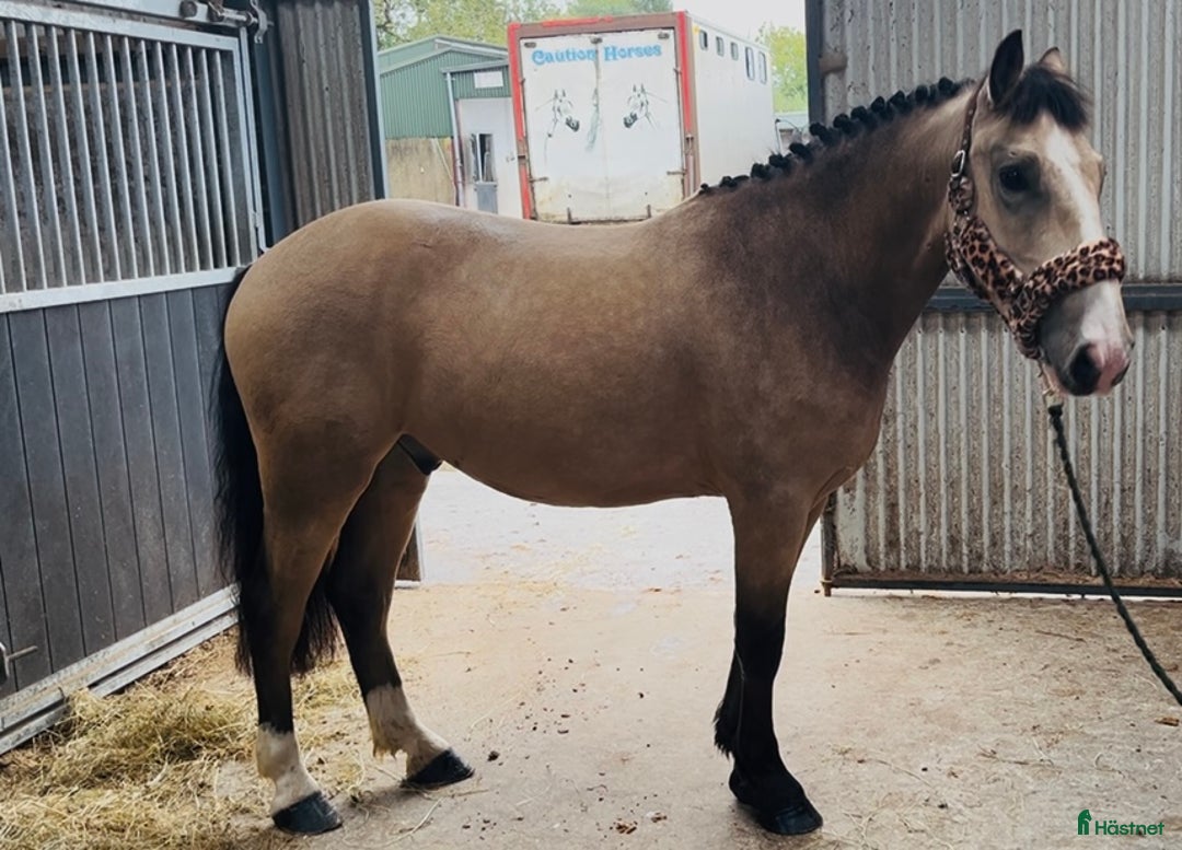 Allround hästar till salu: Gorgeous Dun Gelding i Ljungby - Annons 4