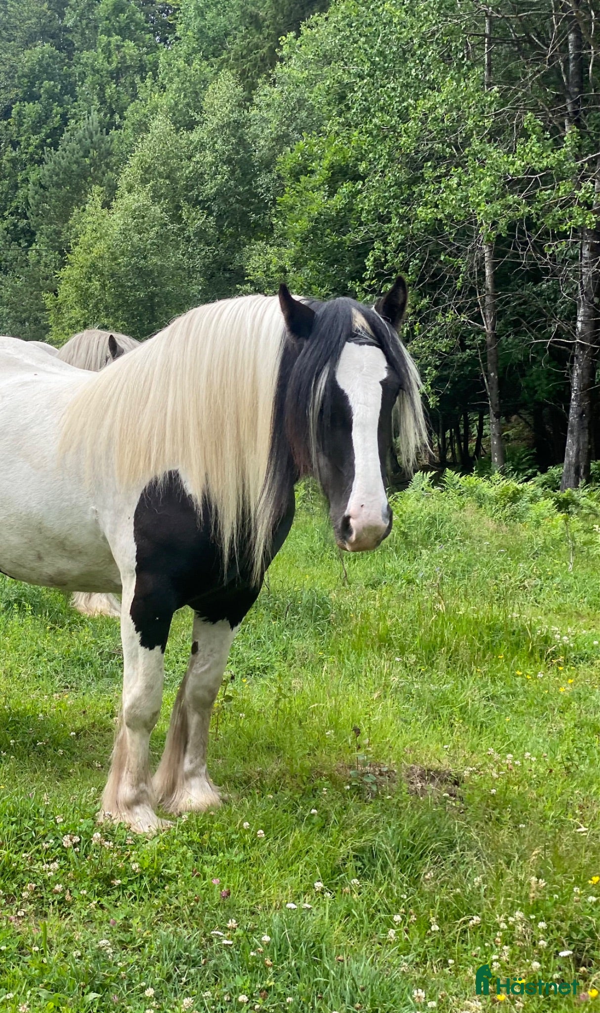  hästar Sto säljes till den som vill utbilda - Annons 1