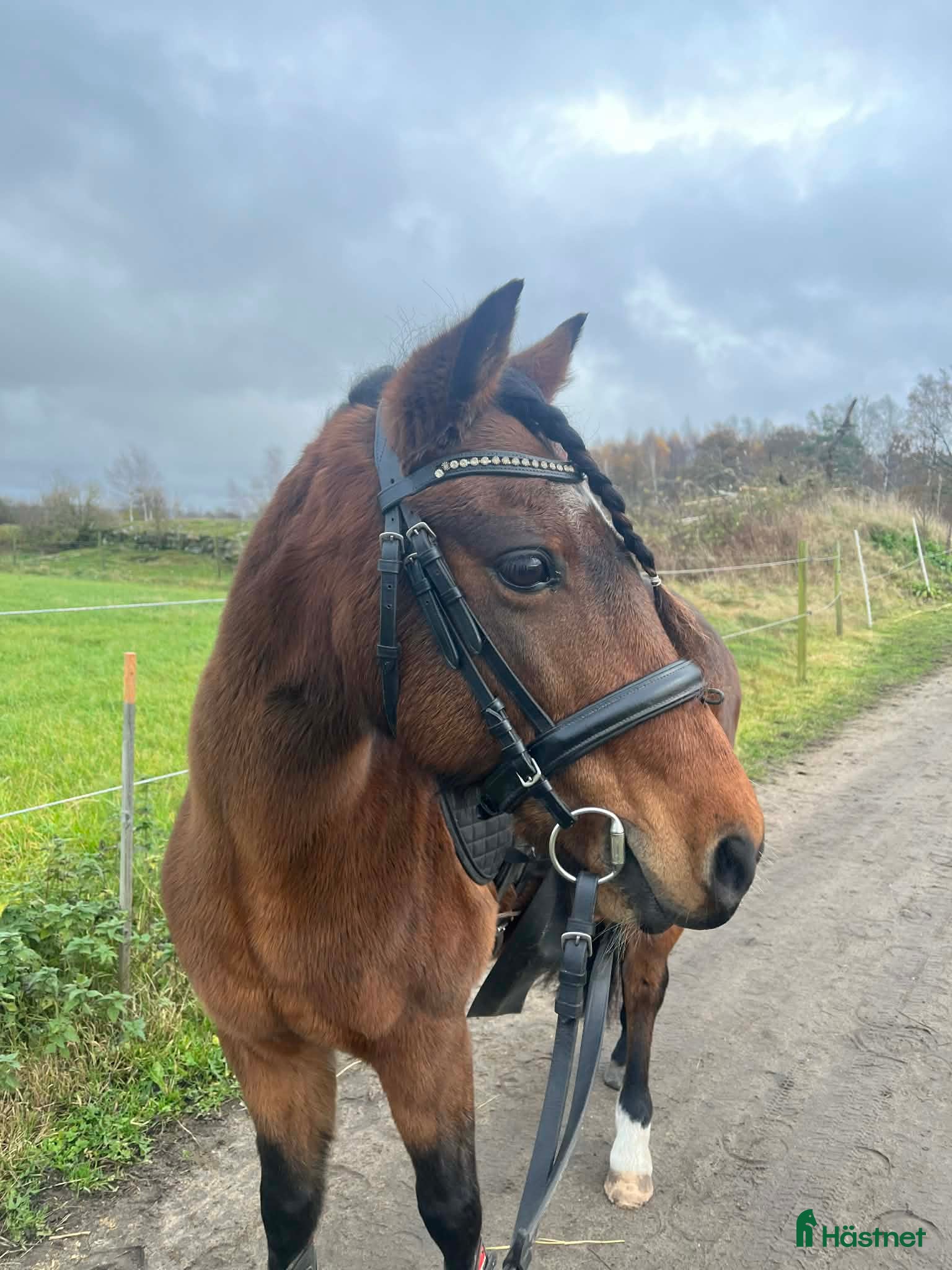  hästar Vacker Maxad Allround B-ponny - Annons 1