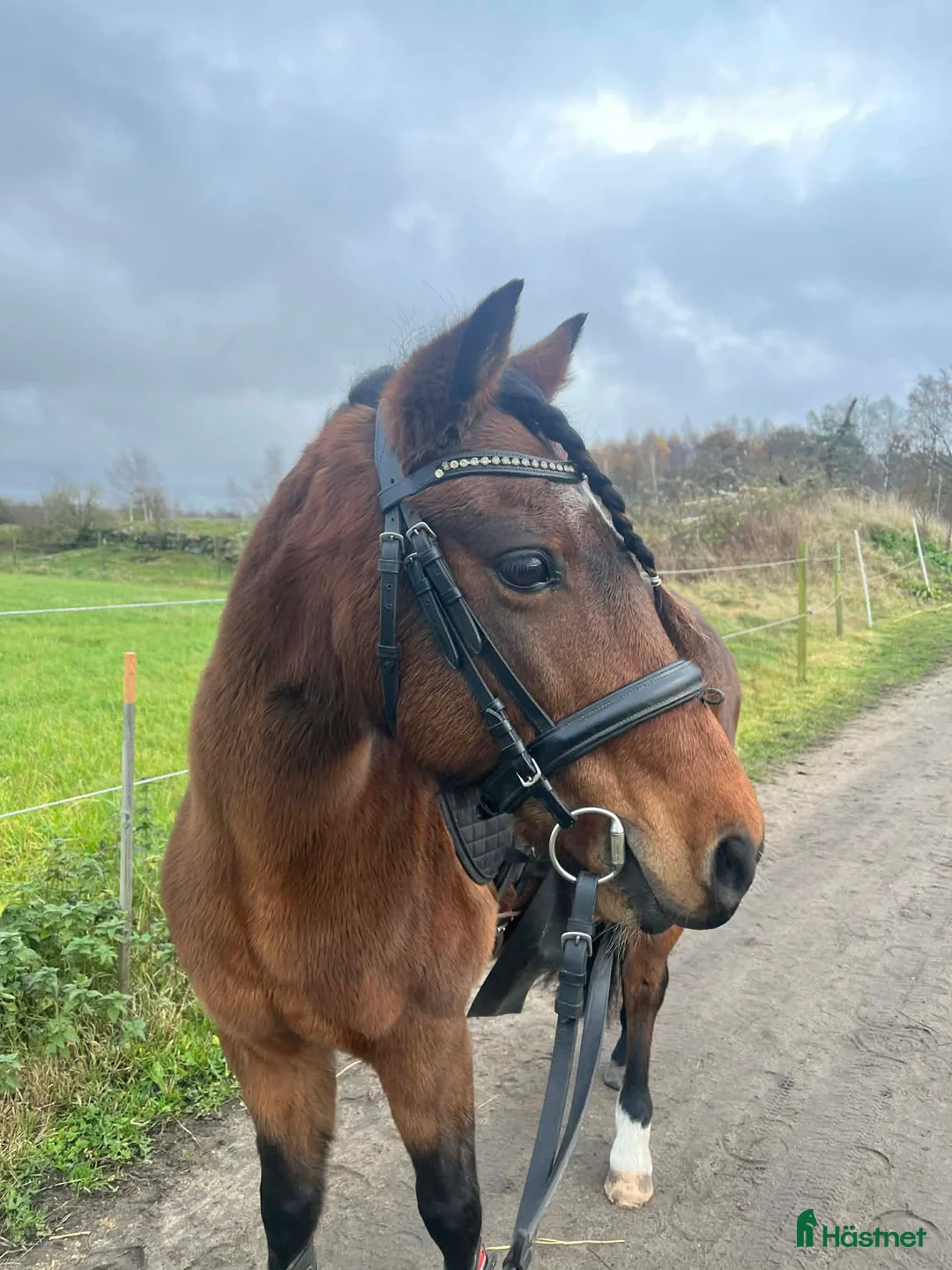 Allround hästar till salu: Vacker Maxad Allround B-ponny - Annons 1