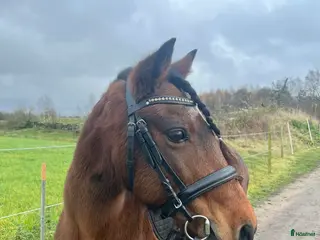 hästar Vacker Maxad Allround B-ponny - Annons 1