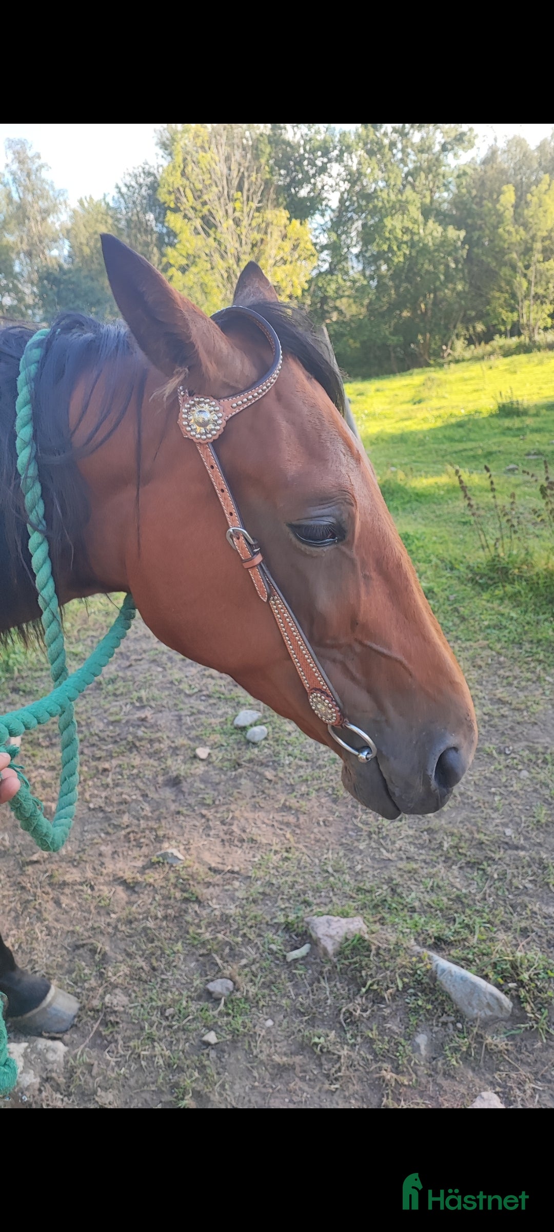 Sällskap hästar till salu: Travare sto  i Korsberga - Annons 2