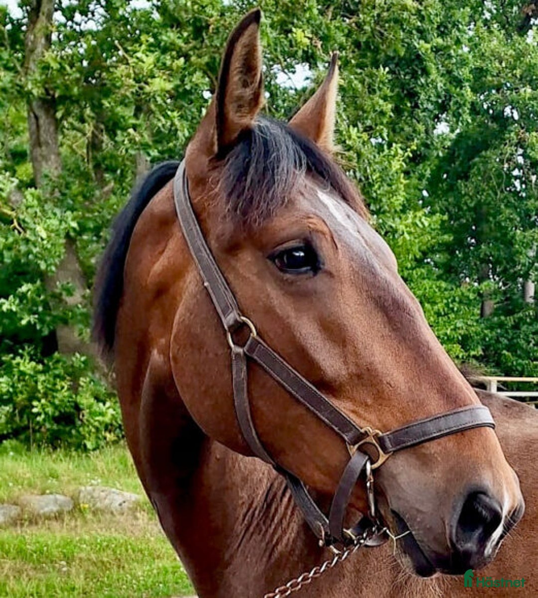 Allround hästar till salu: Personlig allround/hobbyhäst i Billdal - Annons 1