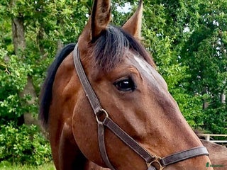 hästar Personlig allround/hobbyhäst i Billdal - Annons 18