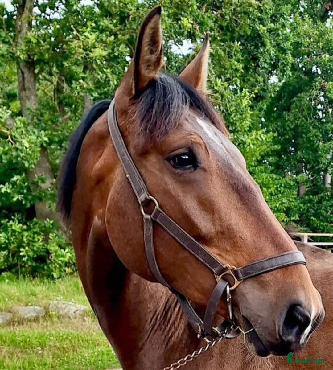 Allround hästar till salu: Personlig allround/hobbyhäst - Annons 1