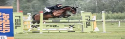 Hoppning hästar till salu: Sportig hopponny! 🌟 - Annons 3