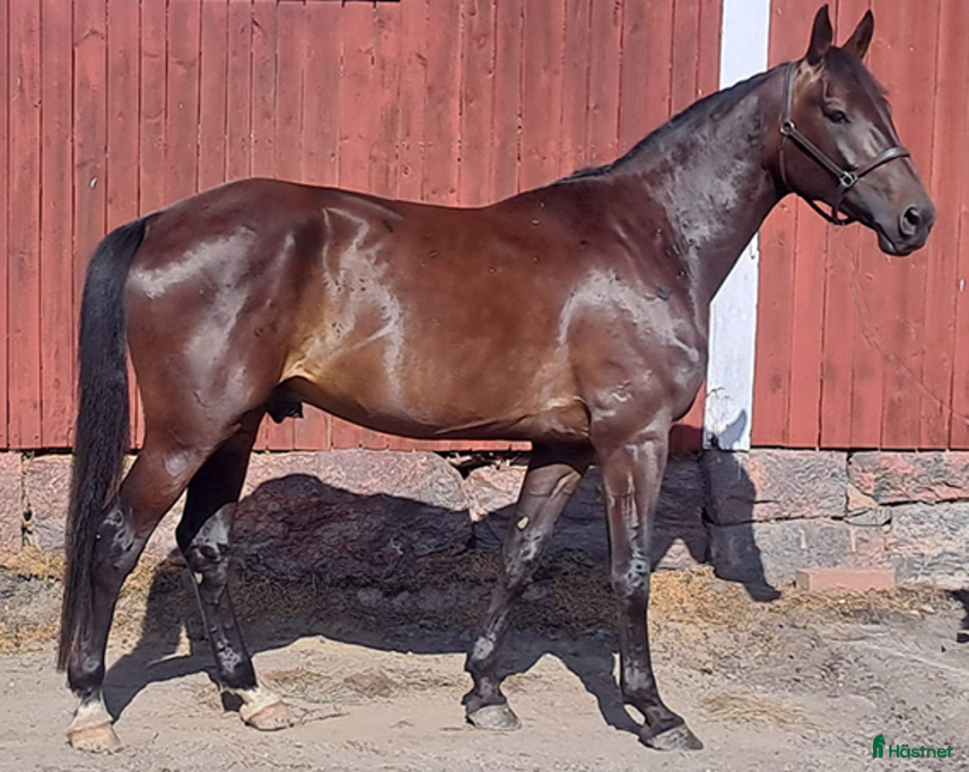 Dressyr hästar till salu: Din framtida dressyrstjärna! i Ingarö - Annons 2