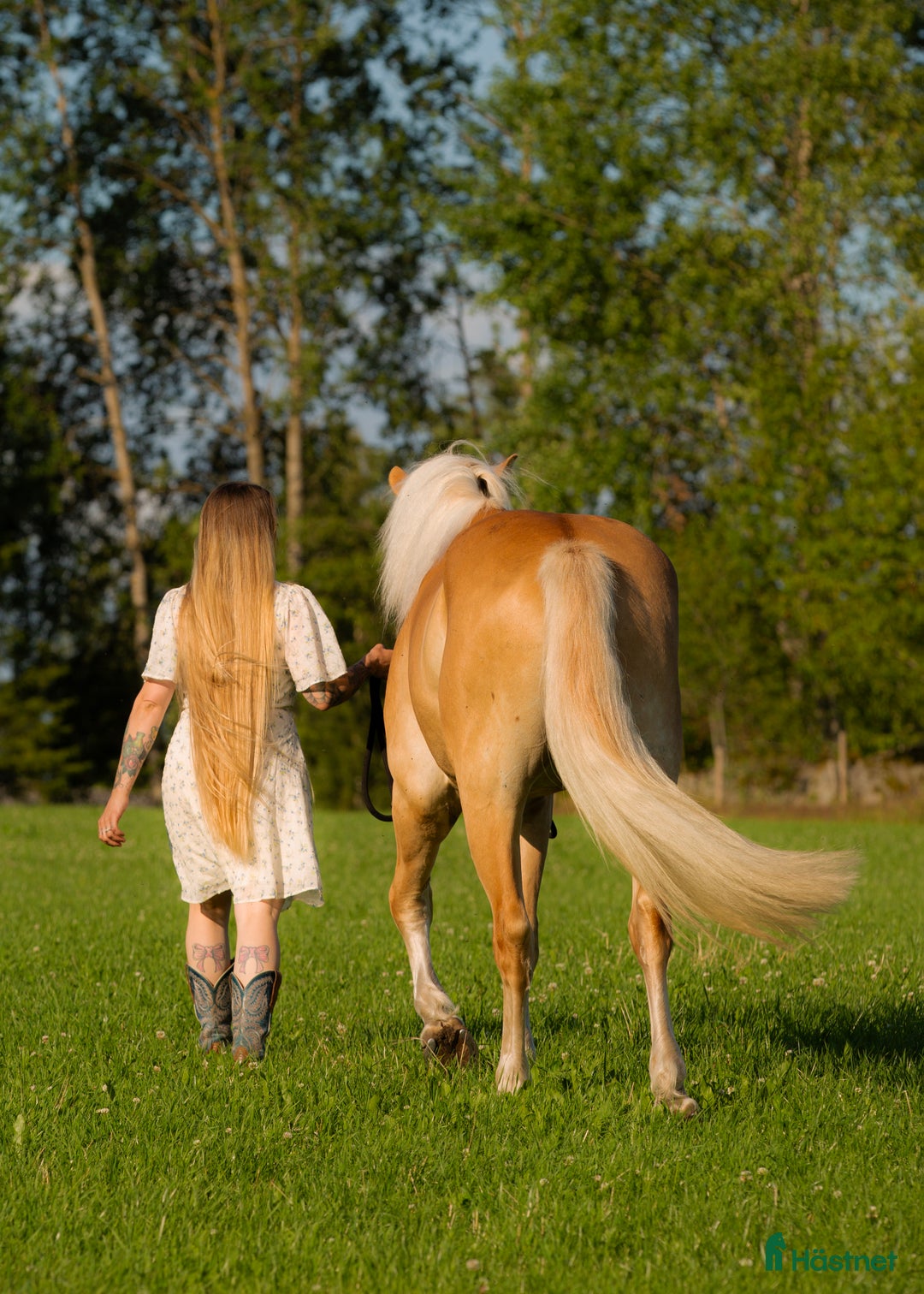 Allround hästar till salu: Europas högsta Haflinger? i Hjo - Bild 5