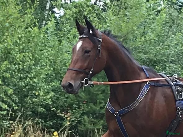  hästar 8-årigt sto till trav eller ridning - Annons 2