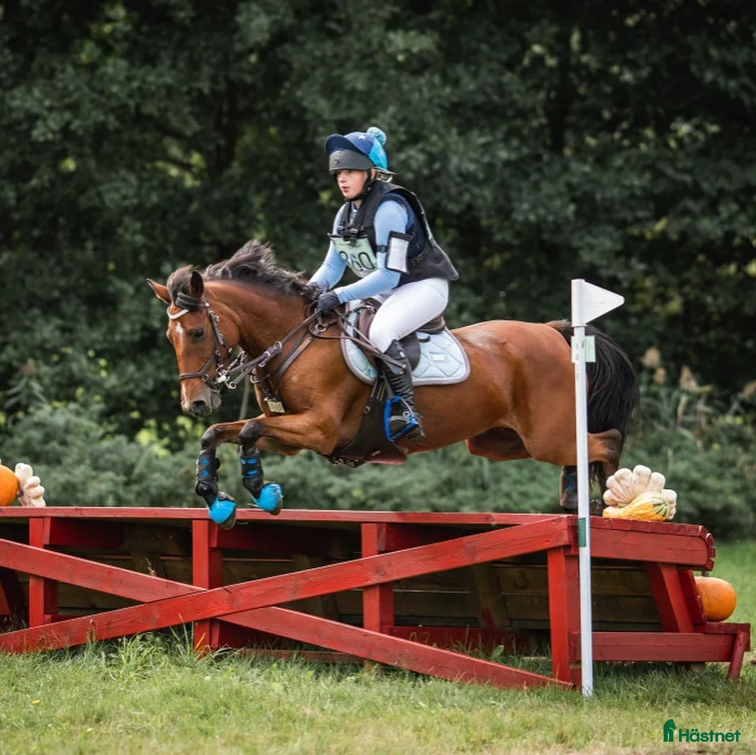 Hoppning hästar till salu: Hingstföl efter Converse All Star, A1 försäkrad i Alunda - Annons 7