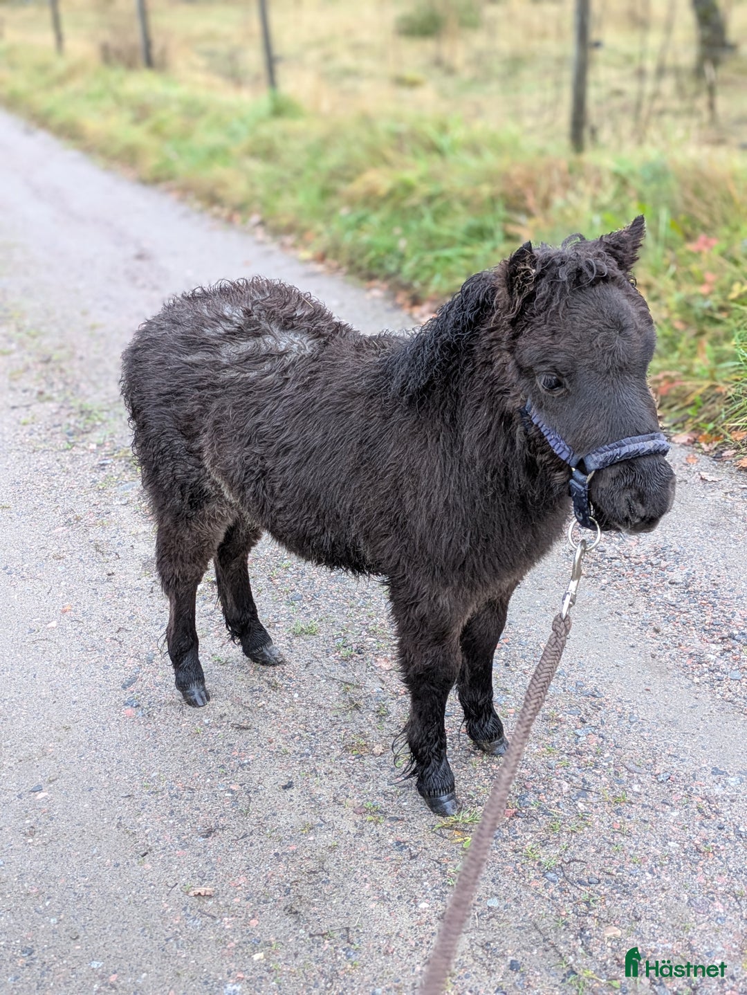 Allround hästar till salu: Ridet och kört sto+unghingstar  i Katrineholm - Annons 9