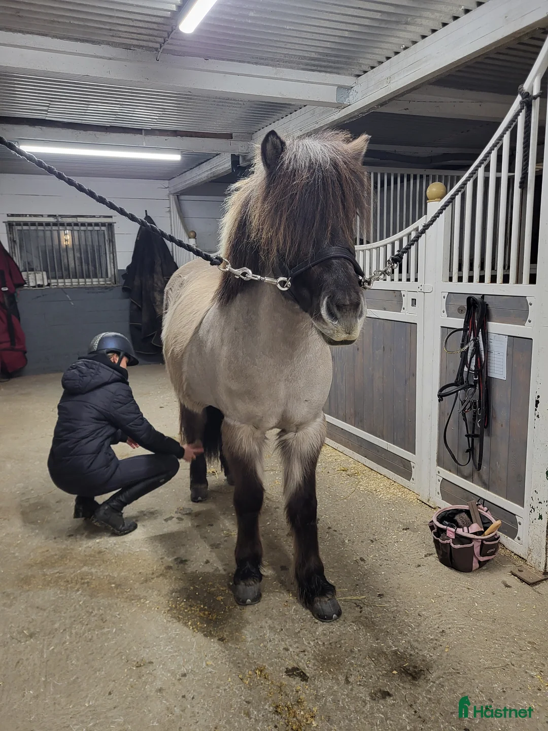 Island hästar till salu: Tindra - Annons 4