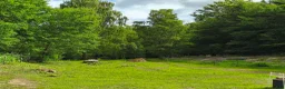  stallplats finnes: Lösdrift finnes - Annons 3
