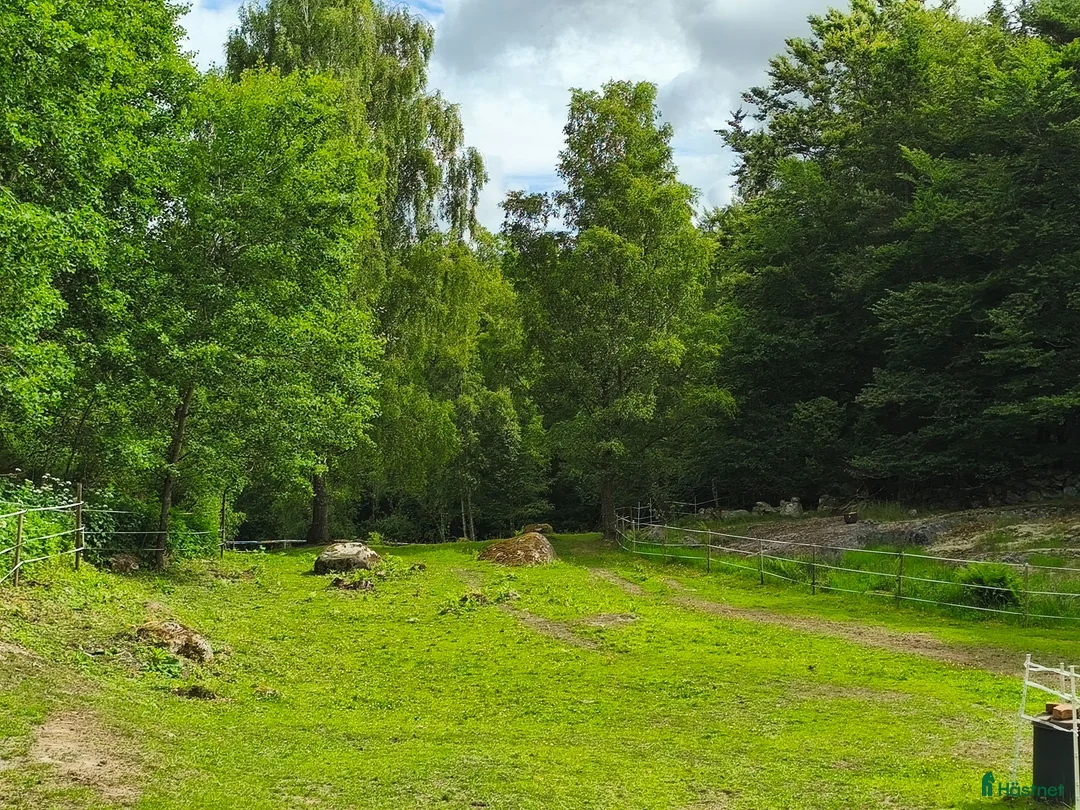  stallplats finnes: Lösdrift finnes - Annons 3