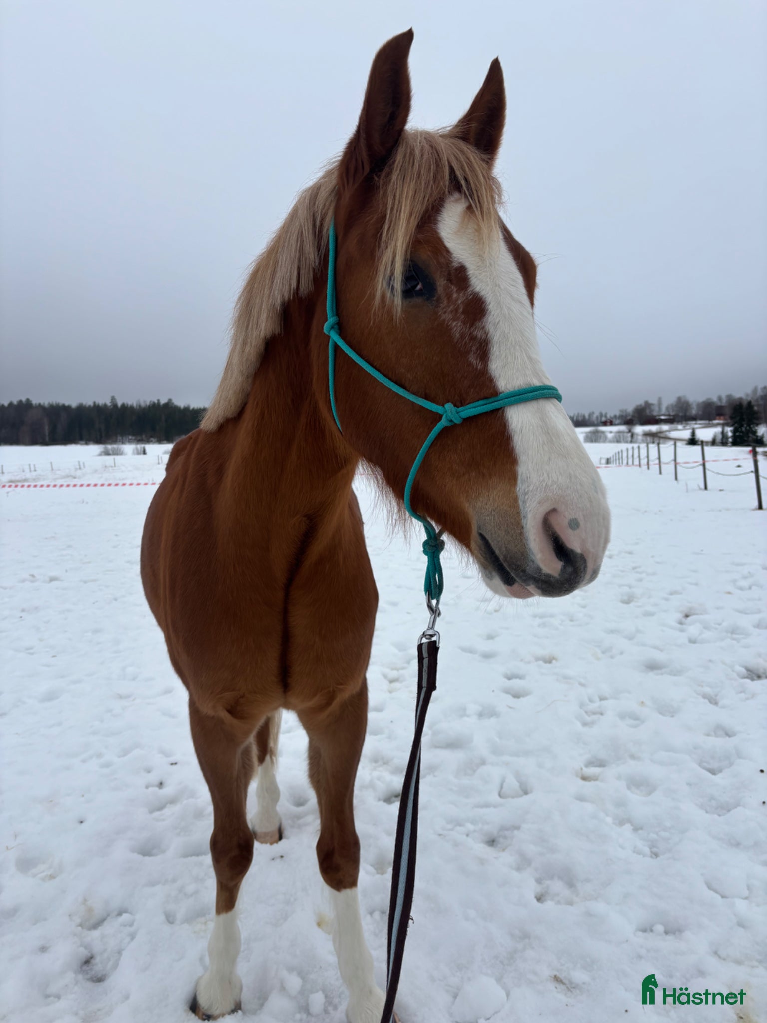  hästar Vacker 4-årig D-ponny valack  - Annons 9