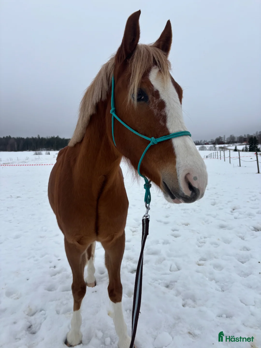Hoppning hästar till salu: Vacker 4-årig D-ponny valack  i Falun - Annons 1