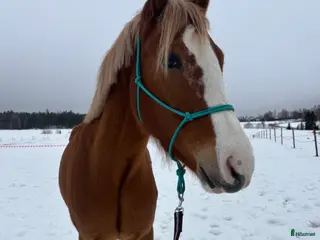 hästar Vacker 4-årig D-ponny valack - Annons 9