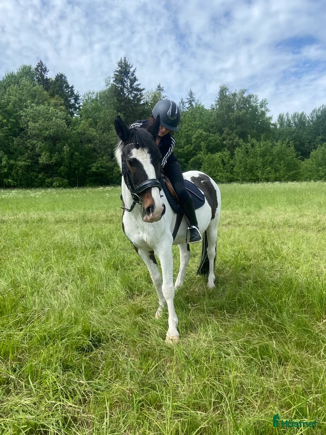 Allround hästar sökes: Söker medryttarhäst i stockholm! 💕 - Annons 1