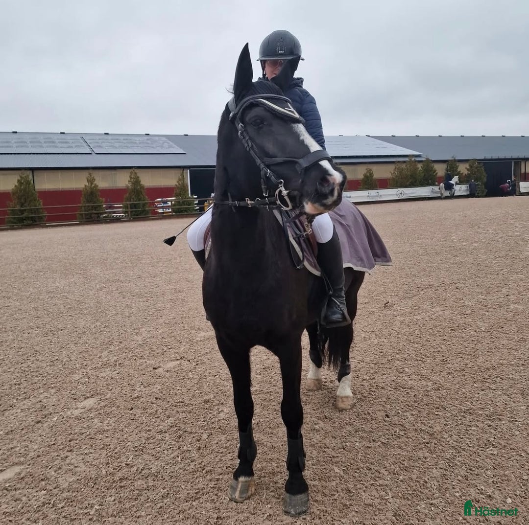 Allround hästar till salu: Vackert sto med potential  i Vikingstad - Annons 2