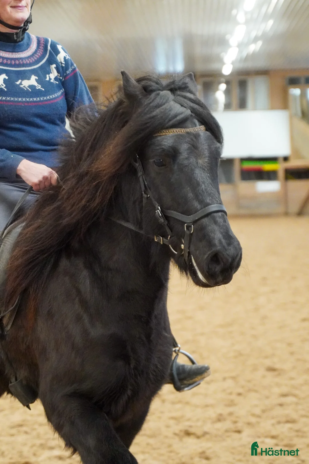 Island hästar till salu: Trevlig, mycket ridbar unghäst i Vessigebro - Annons 7