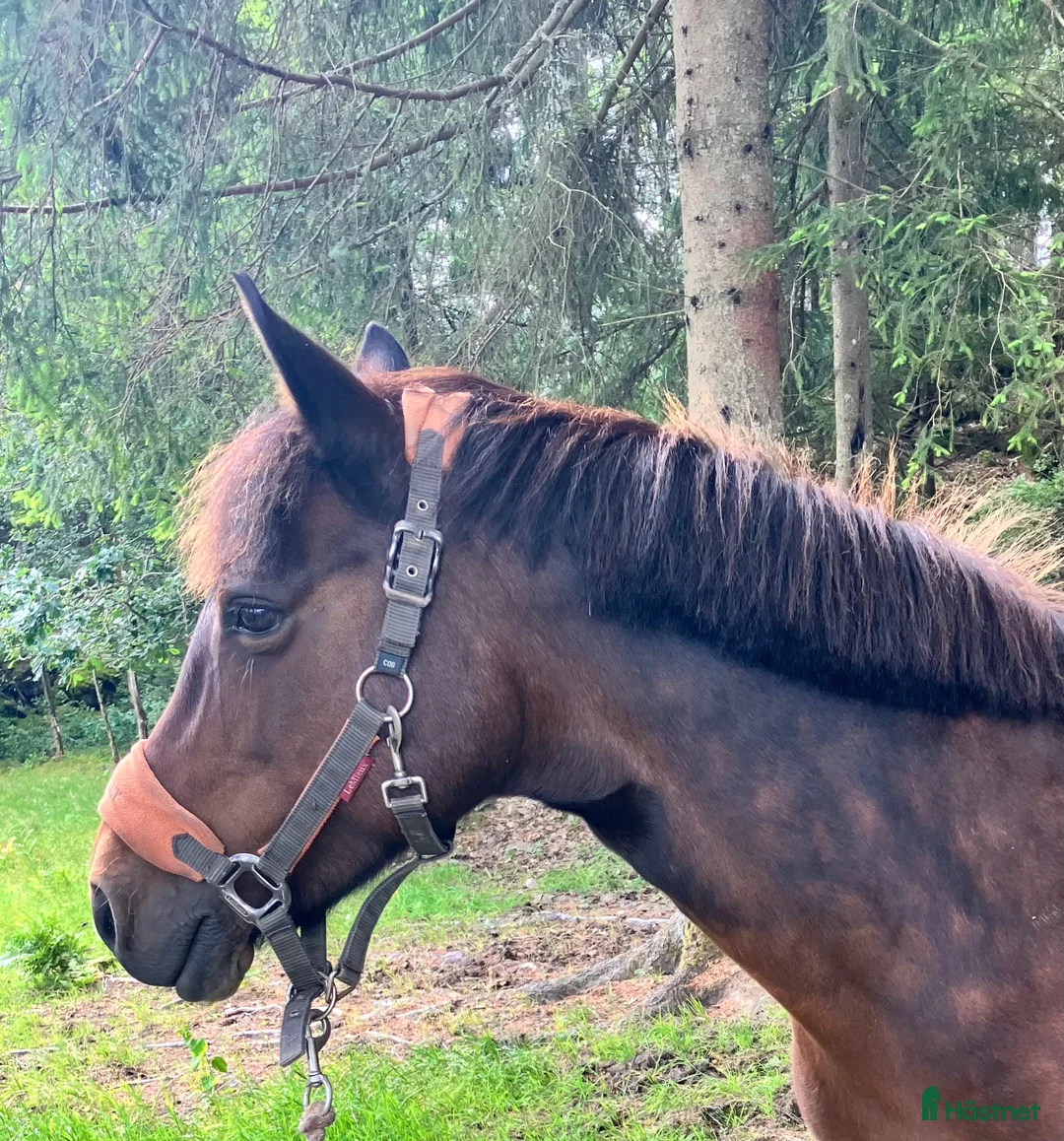 Allround hästar till salu: Trygg familjeponny! i Uddevalla - Annons 2