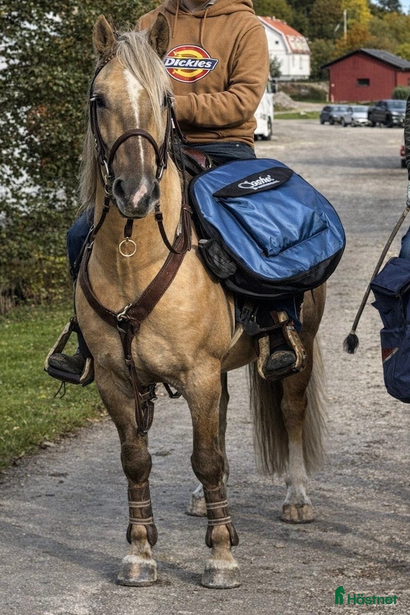  hästar Mysig allround valack  i Ödsmål - Annons 1