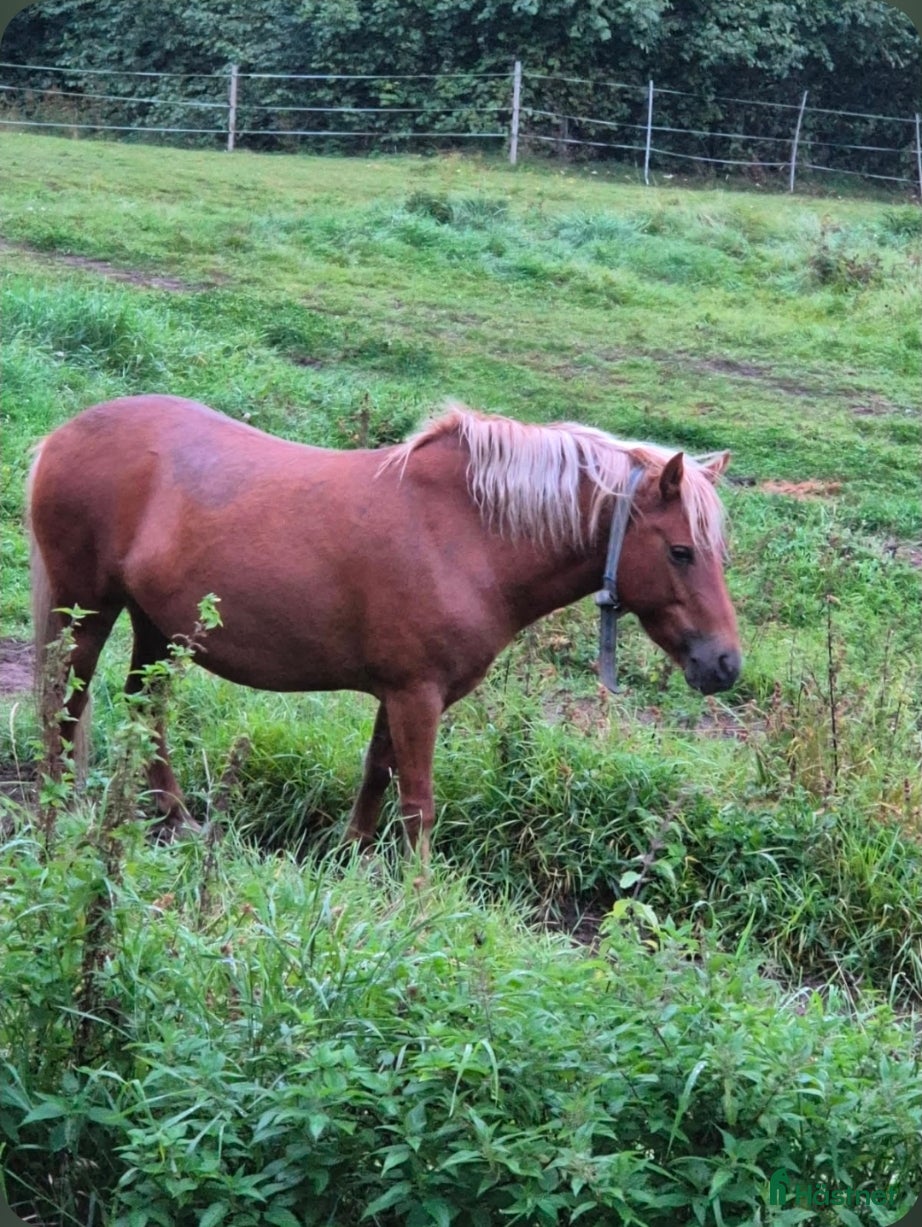  hästar Gotlandsruss säljes i Koppom - Annons 3