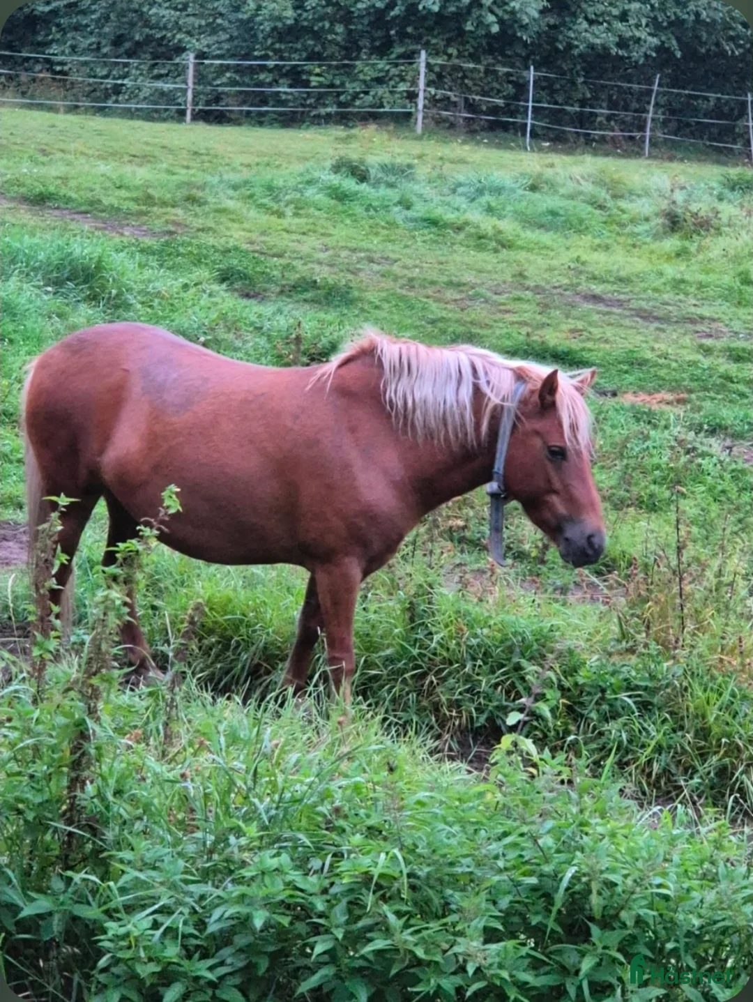 Allround hästar till salu: Gotlandsruss säljes i Koppom - Annons 1