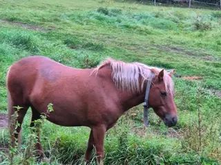 hästar Gotlandsruss säljes i Koppom - Annons 22