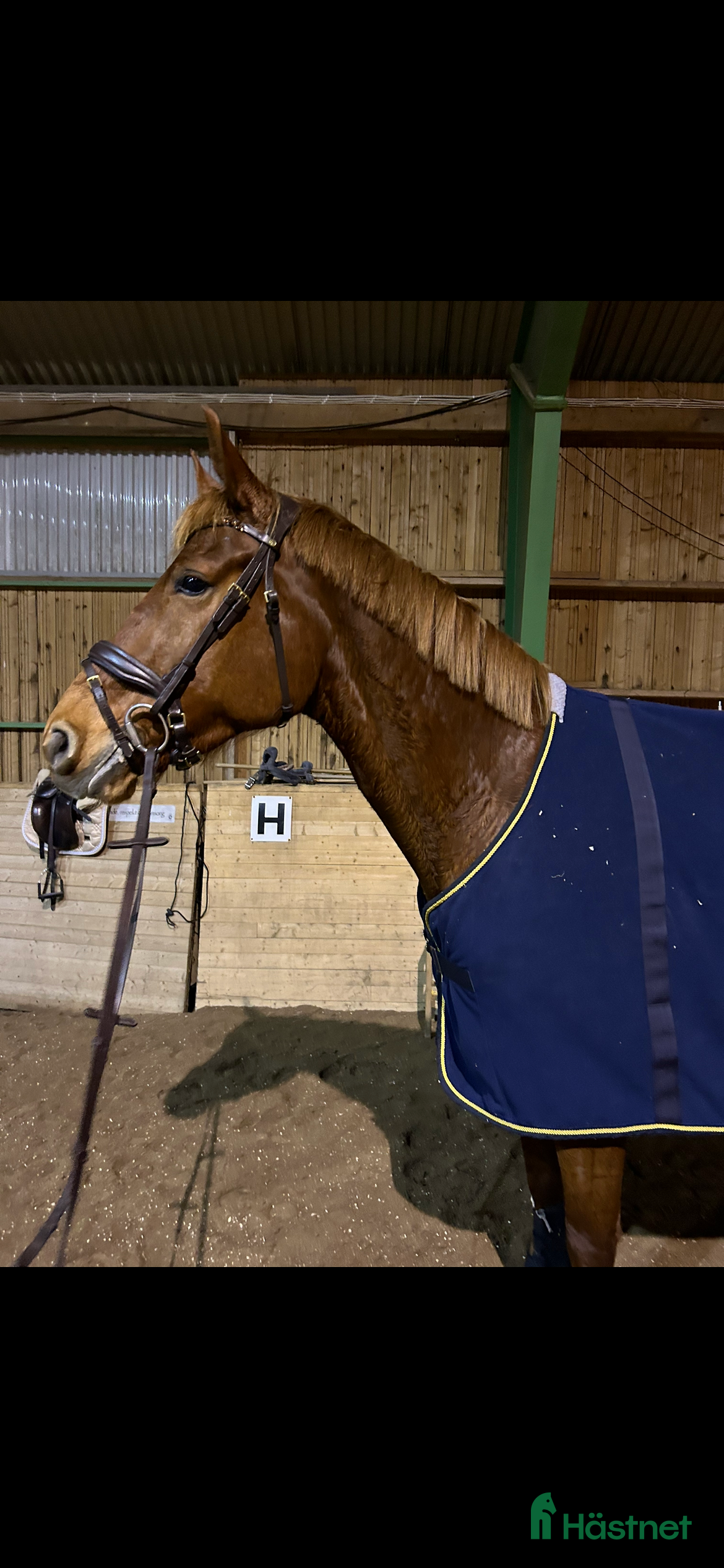  hästar Dressyrprojekt  i Örebro - Annons 16