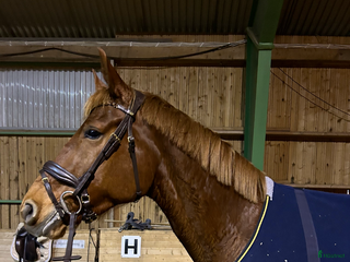 hästar Dressyrprojekt i Örebro - Annons 16