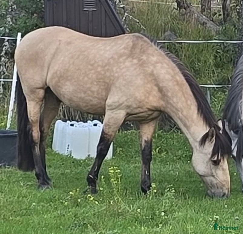  hästar Spansk iberkorsning - Annons 2