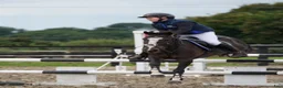 Hoppning hästar till salu: Jumping ponies  - Annons 6