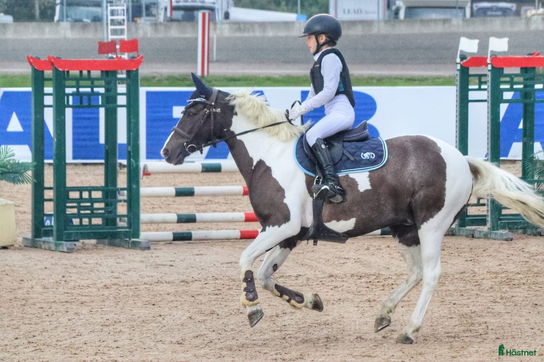 Sadlar hästutrustning till salu: Ponnysadel hoppning 15 tum  i Månkarbo - Annons 3