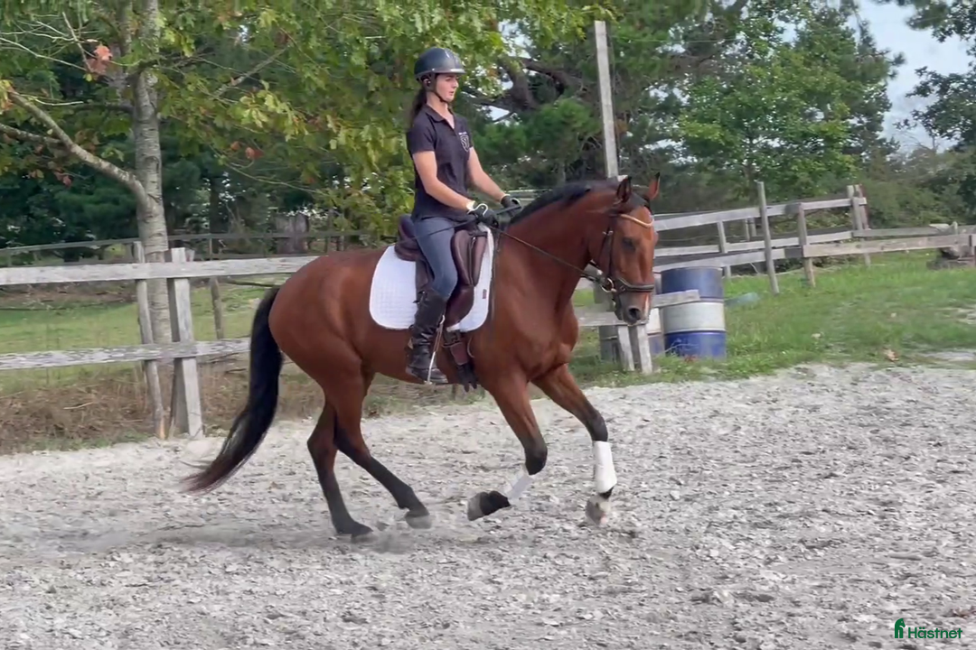 Dressyr hästar till salu: Lusitano 6y Dressage Working Equitation  - Bild 4