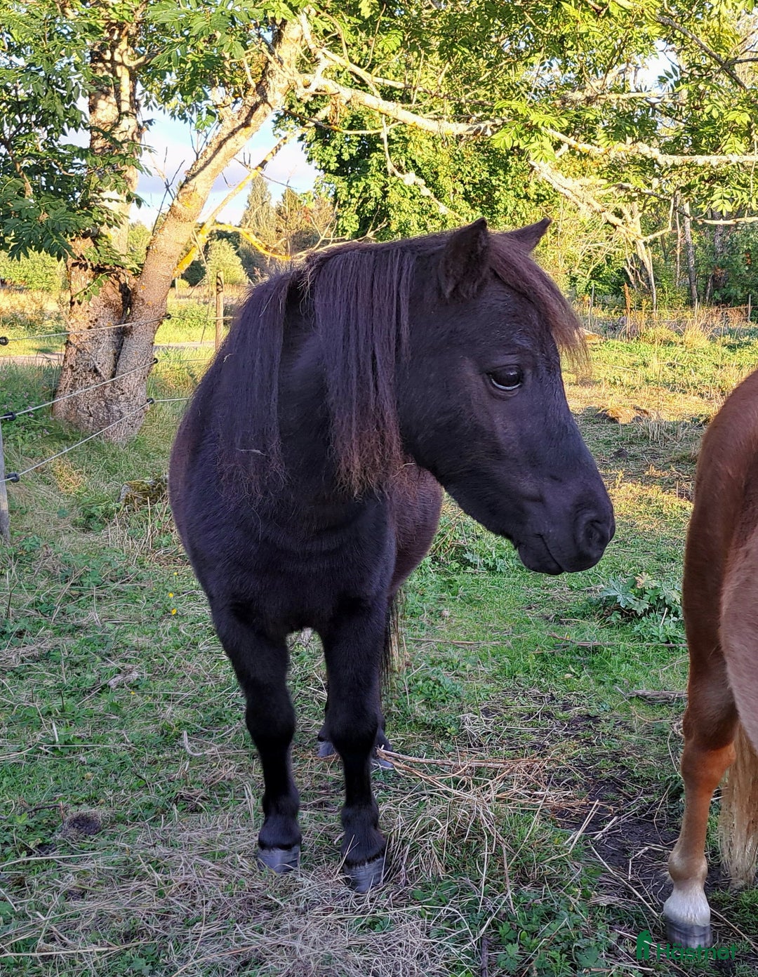 Sällskap hästar till salu: Minivalack Shetland i Östhammar - Annons 3