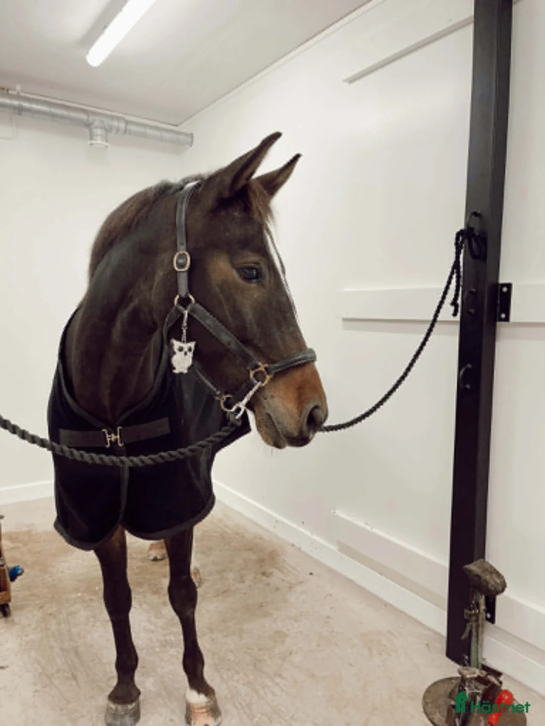 Hoppning hästar till salu: Starias Xlnt Tortellini i Gävle - Annons 5