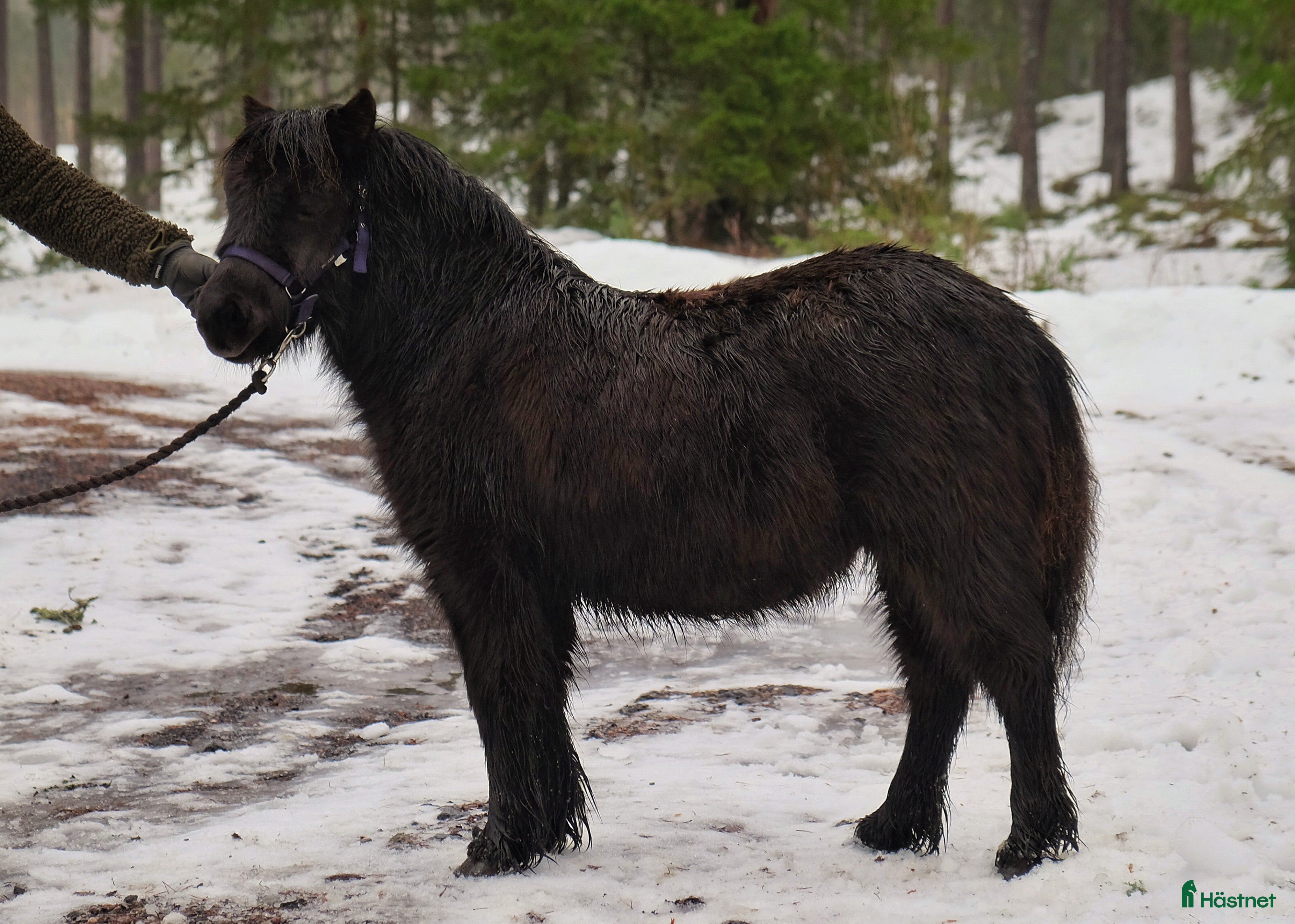  hästar Mysig och trevlig unghingst i Johanneshov - Annons 4