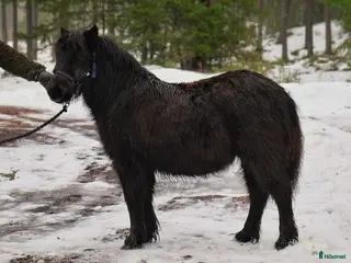 hästar Mysig och trevlig unghingst i Johanneshov - Annons 4