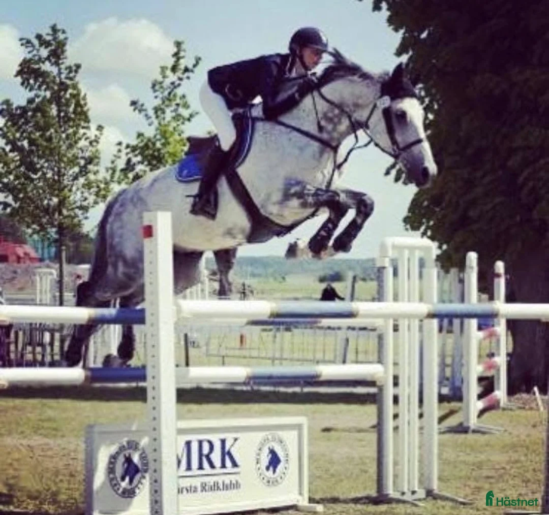  hästservice finnes: Utbildning och problemlösning  - Annons 2