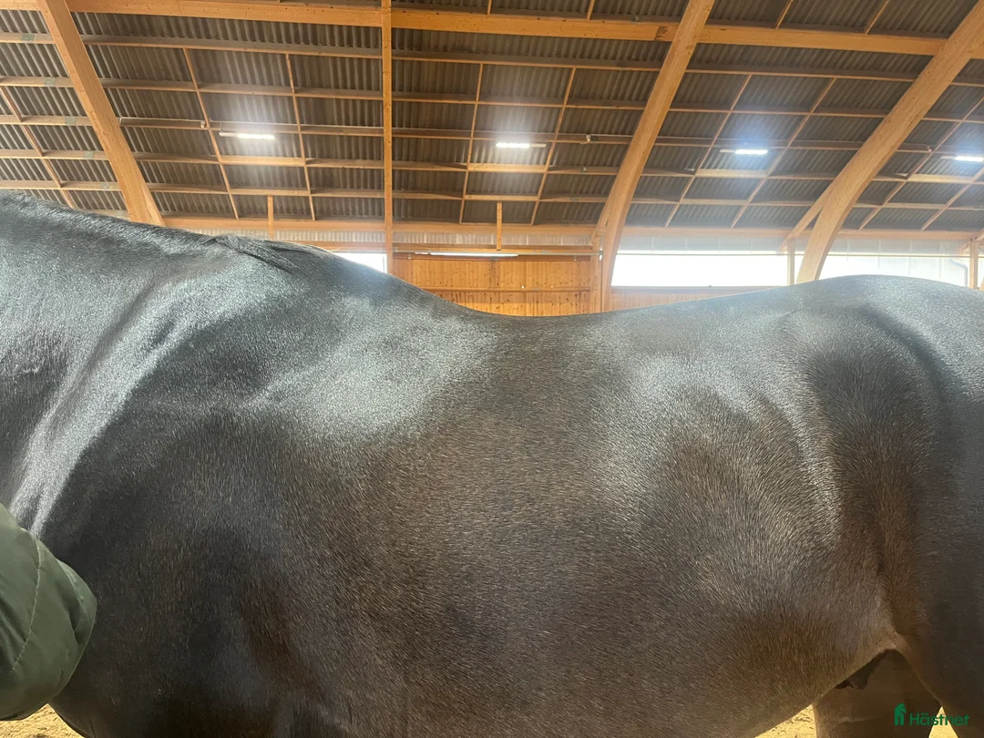 Sadlar hästutrustning till salu: Söker sadel till unghäst - Annons 2