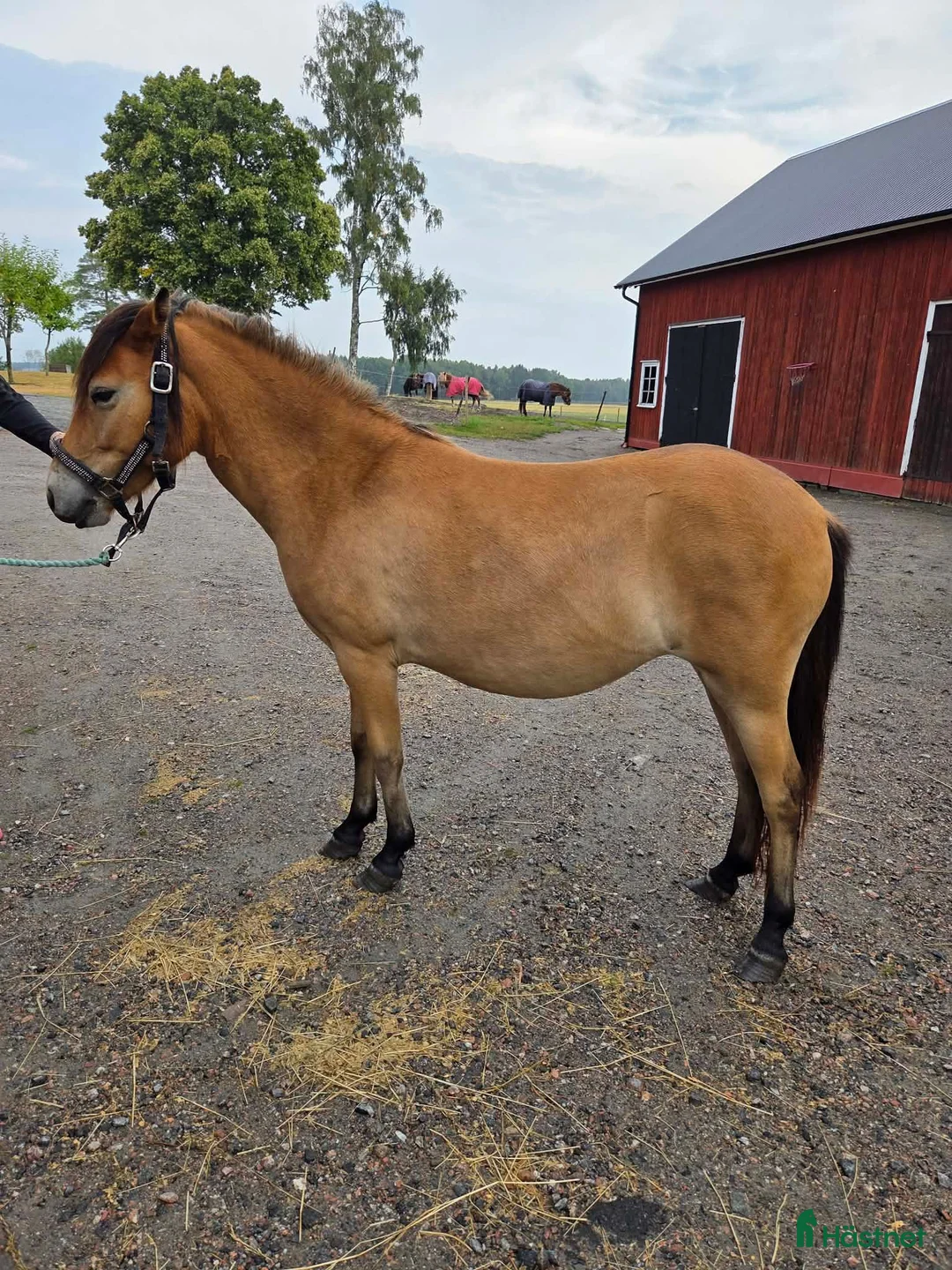 Allround hästar till salu: Trevligt russ - Annons 1