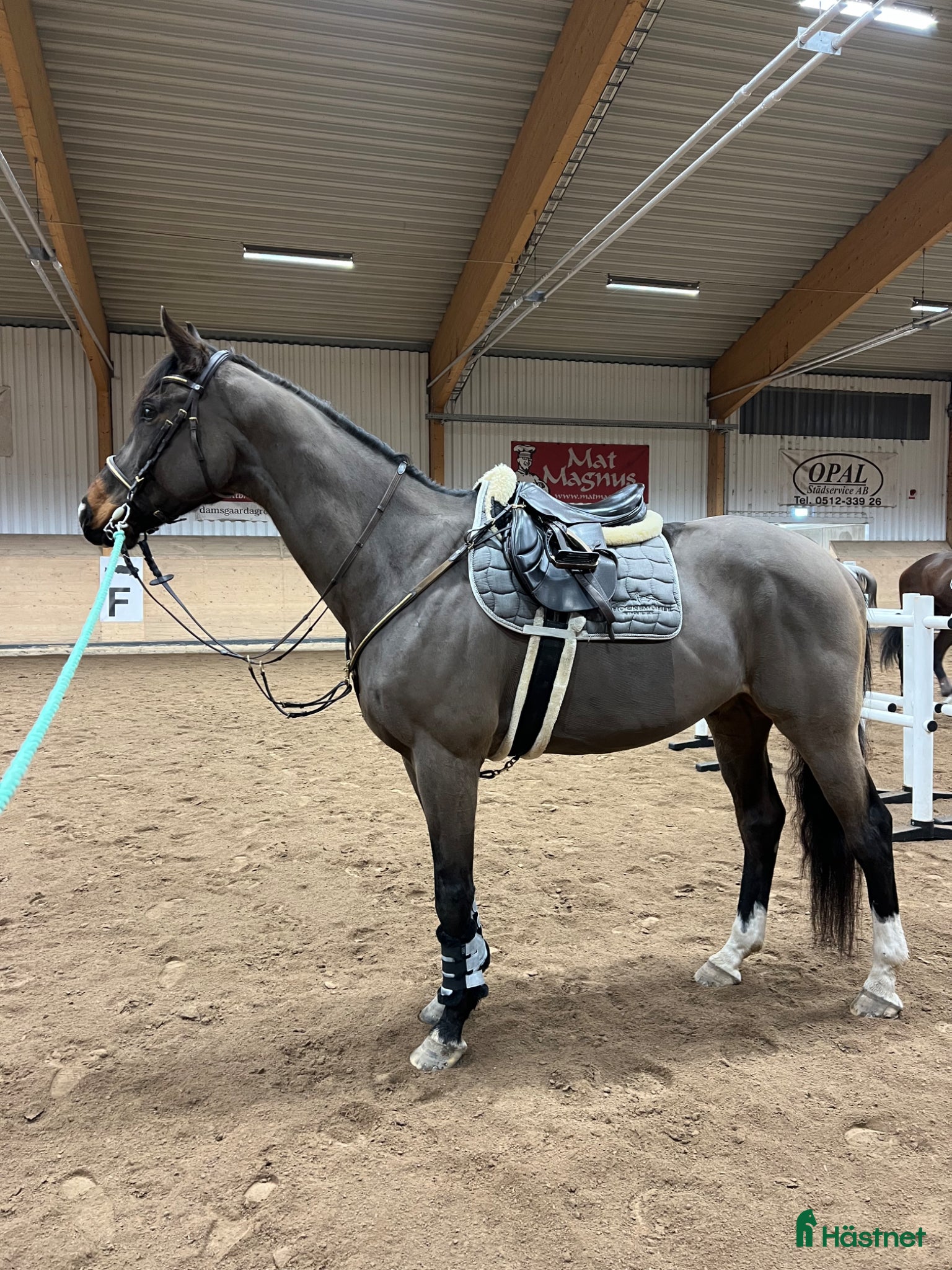  hästar Världens finaste fullblod - Annons 2