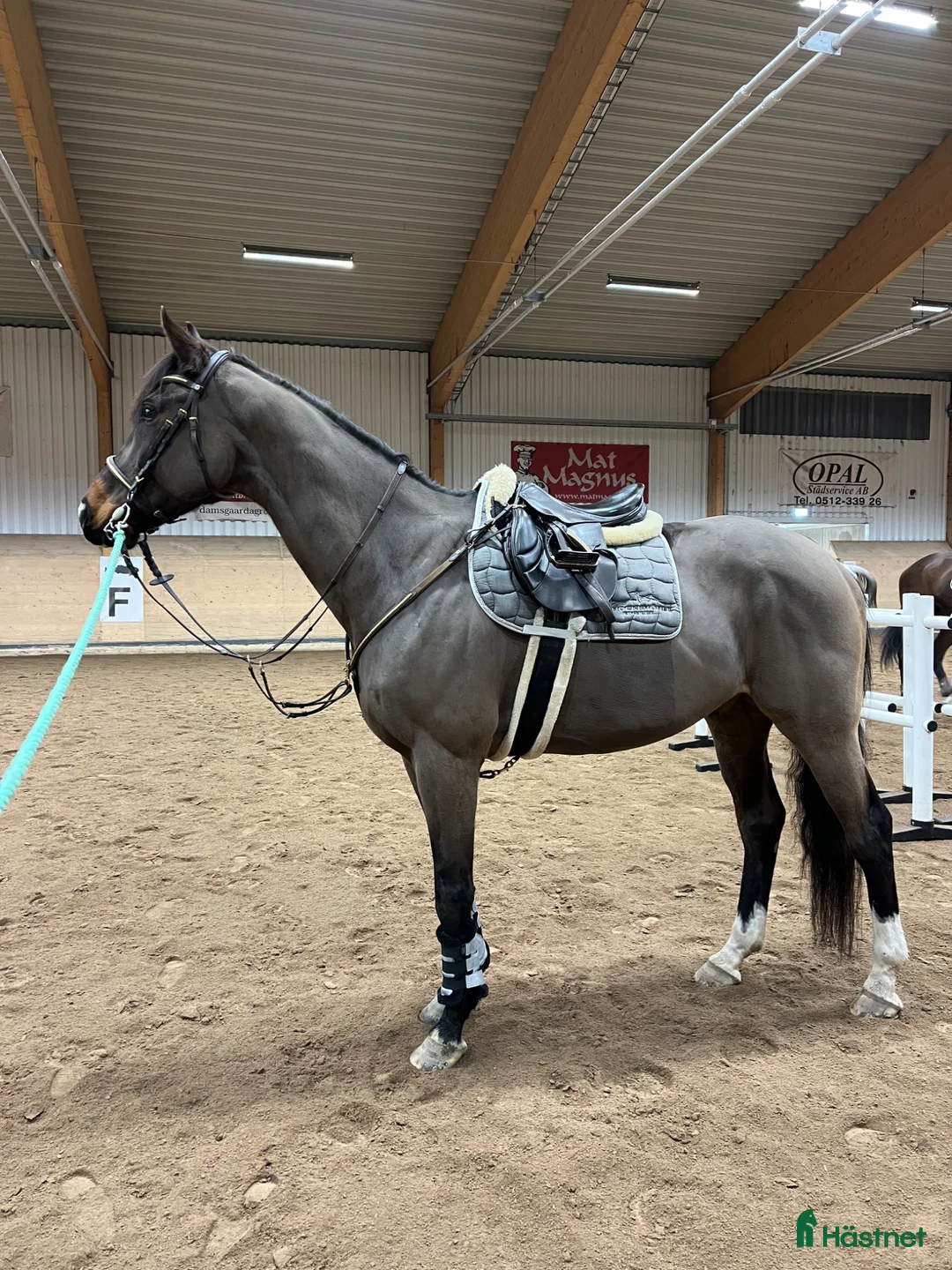 Allround hästar till salu: Världens finaste fullblod - Annons 2