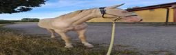 Allround hästar till salu: Coolaste killen - Annons 10