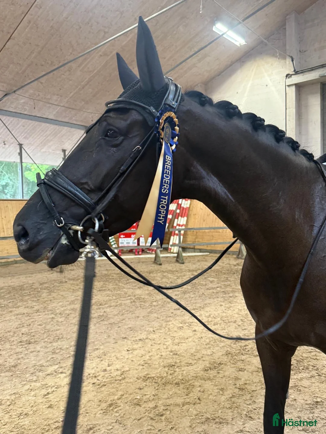 Dressyr hästar till salu: Tillfälle! Dressyrsto e. So Perfect! - Annons 2