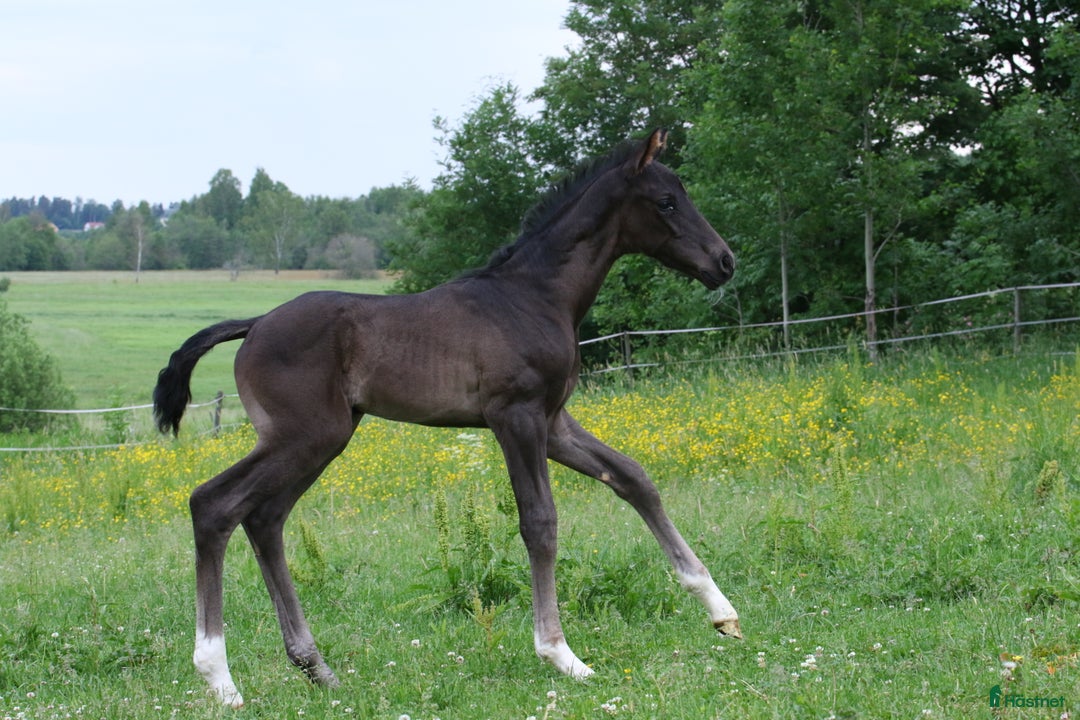 Dressyr hästar till salu: Valack e. Devin Franco GJ ur stofamilj 55 i Dyltabruk - Annons 4